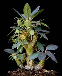 DORSTENIA (ДОРСТЕНИЯ)