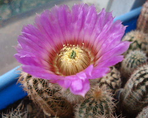 Echinocereus reichenbachii ssp. baileyi 