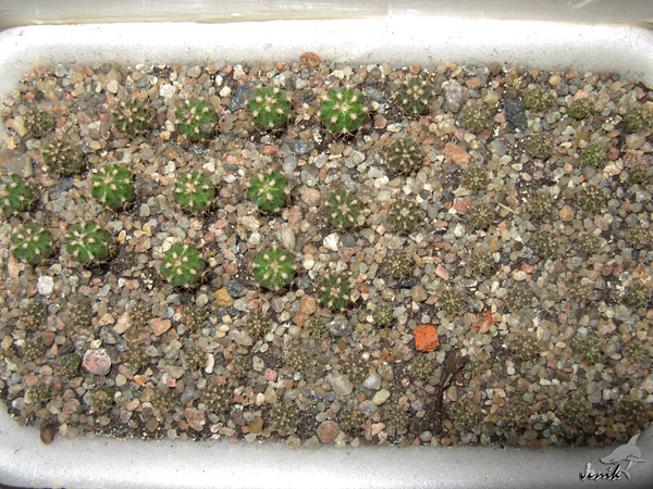 MELOCACTUS MATANZANUS В КОМНАТНОЙ КУЛЬТУРЕ 8 MELOCACTUS MATANZANUS В КОМНАТНОЙ КУЛЬТУРЕ | 8