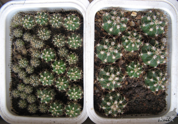 MELOCACTUS MATANZANUS В КОМНАТНОЙ КУЛЬТУРЕ 9 MELOCACTUS MATANZANUS В КОМНАТНОЙ КУЛЬТУРЕ | 9