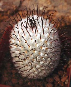 НАХОДКИ НА УРОВНЕ ОТКРЫТИЙ (Uebelmannia)