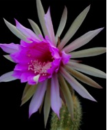 ARTHROCEREUS (АРТРОЦЕРЕУС)