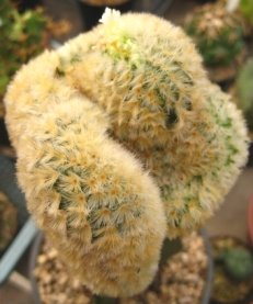 MAMMILLARIA SERIES LASIACANTHAE | 10