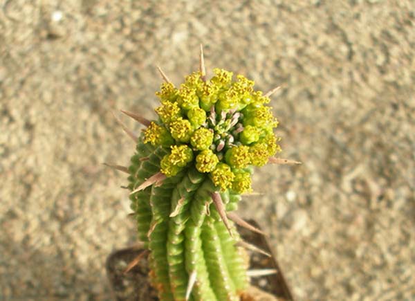 МЛЕЧНИКИ В СРЕДЕ СУККУЛЕНТОВ. РОД EUPHORBIA 11 Euphorbia