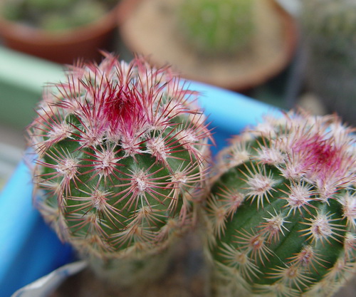Echinocereus russanthus