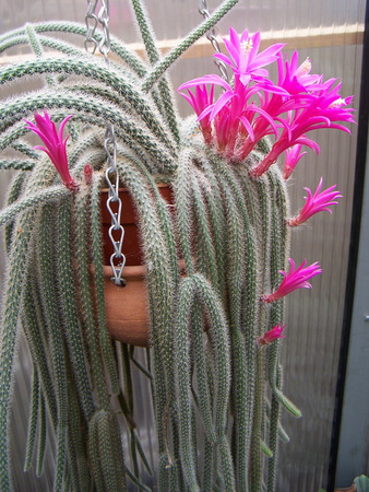 ЦЕНТРАЛЬНАЯ МЕКСИКА 11 Aporocactus flageliformis