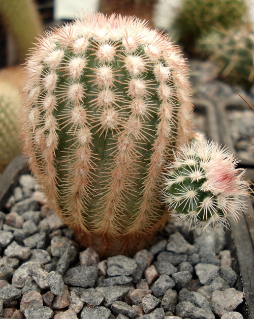 Echinocereus fitchii