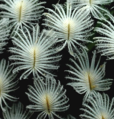 MAMMILLARIA SERIES LASIACANTHAE | 11