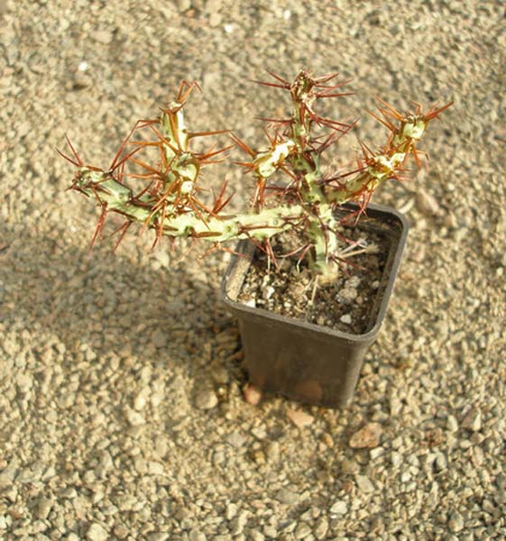 МЛЕЧНИКИ В СРЕДЕ СУККУЛЕНТОВ. РОД EUPHORBIA 14 Euphorbia