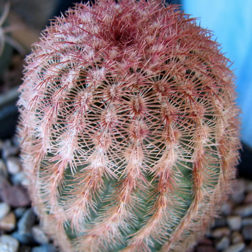 Echinocereus pectinatus