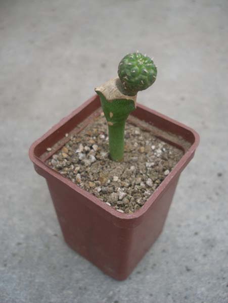МЛЕЧНИКИ В СРЕДЕ СУККУЛЕНТОВ. РОД EUPHORBIA 15 Euphorbia