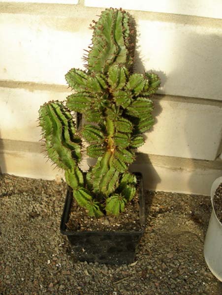 МЛЕЧНИКИ В СРЕДЕ СУККУЛЕНТОВ. РОД EUPHORBIA 16 МЛЕЧНИКИ В СРЕДЕ СУККУЛЕНТОВ. РОД EUPHORBIA | 2