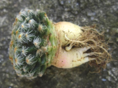 MAMMILLARIA SERIES LASIACANTHAE | 12
