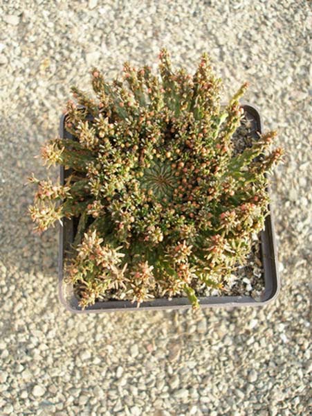 МЛЕЧНИКИ В СРЕДЕ СУККУЛЕНТОВ. РОД EUPHORBIA 17 Euphorbia