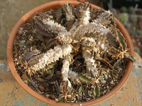 МЛЕЧНИКИ В СРЕДЕ СУККУЛЕНТОВ. РОД EUPHORBIA 18 Euphorbia