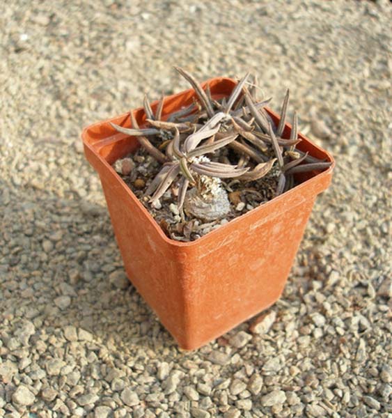 МЛЕЧНИКИ В СРЕДЕ СУККУЛЕНТОВ. РОД EUPHORBIA 19 Euphorbia