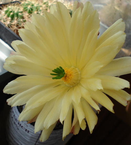 Echinocereus subinermis