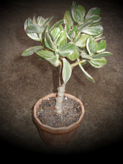 ЗАНИМАТЕЛЬНЫЕ ИСТОРИИ О СУККУЛЕНТАХ 2 Денежное дерево - крассула овата (Crassula ovata)