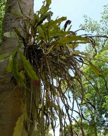 ЦЕНТРАЛЬНАЯ МЕКСИКА 2 Epiphyllum в природе