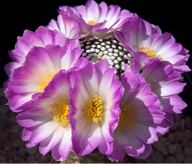 MAMMILLARIA SERIES LASIACANTHAE 2 MAMMILLARIA SERIES LASIACANTHAE | 2