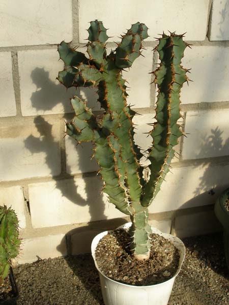 МЛЕЧНИКИ В СРЕДЕ СУККУЛЕНТОВ. РОД EUPHORBIA 7 Euphorbia