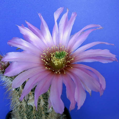 Echinocereus reichenbachii ssp. baileyi