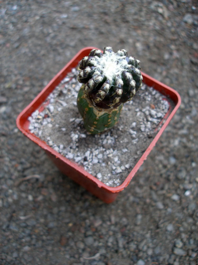 Привитый Discocactus horstii