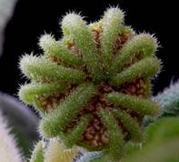 DORSTENIA (ДОРСТЕНИЯ) 5 Dorstenia ellembeckiana by f.arias.