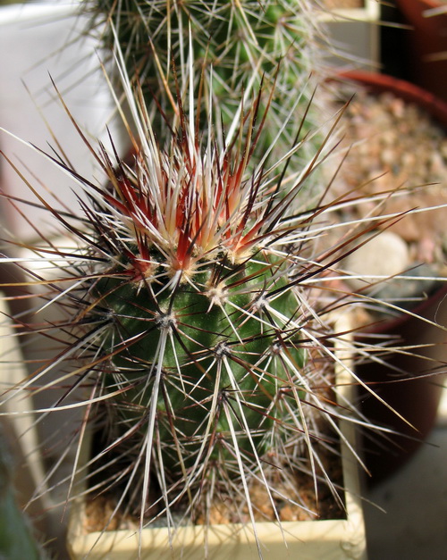 Echinocereus engelmannii