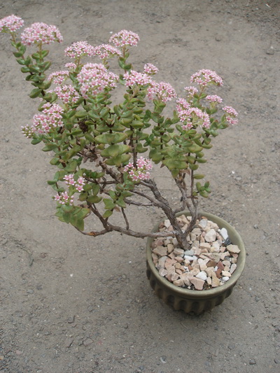 Крассула