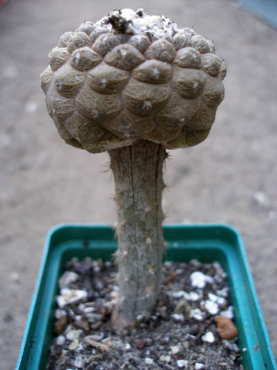 Copiapoa hypogaea cv. Lizard Skin на тонком подвое