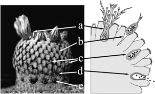 MAMMILLARIA SERIES LASIACANTHAE | 4