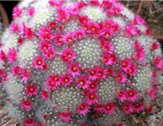 MAMMILLARIA SERIES LASIACANTHAE | 5