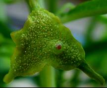 DORSTENIA (ДОРСТЕНИЯ) 6 DORSTENIA (ДОРСТЕНИЯ) | 4