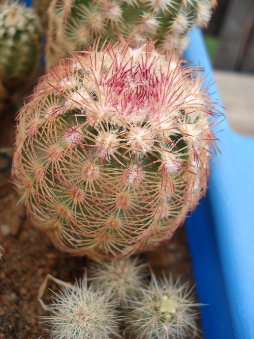 Echinocereus dasyacanthus