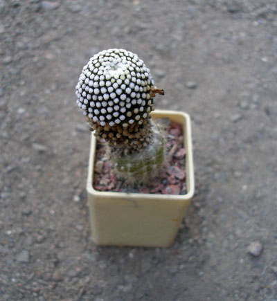 Привитая Mammillaria luethyi
