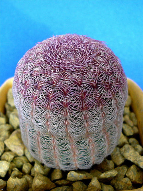 Echinocereus rigidissimus v. rubrispinus