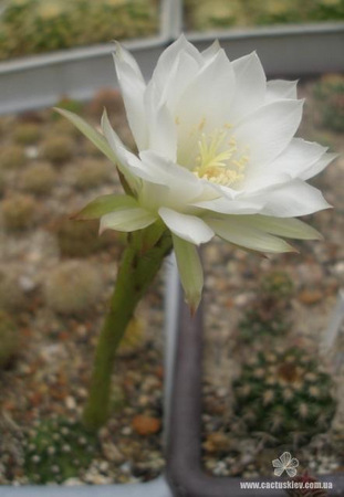 Echinopsis subdenudata