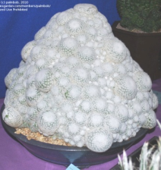MAMMILLARIA SERIES LASIACANTHAE | 6
