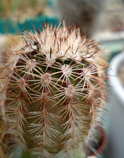 Echinocereus reichenbachii v. perbellus
