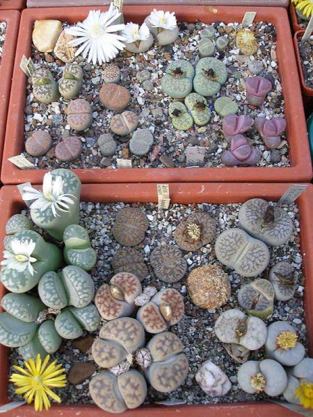 ИЗ ЖИЗНИ МЕЗЕМБРИАНТЕМОВЫХ: ВОДНЫЙ РЕЖИМ 7 ИЗ ЖИЗНИ МЕЗЕМБРИАНТЕМОВЫХ: ВОДНЫЙ РЕЖИМ | 7