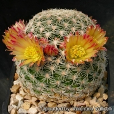 MAMMILLARIA SERIES LASIACANTHAE | 7