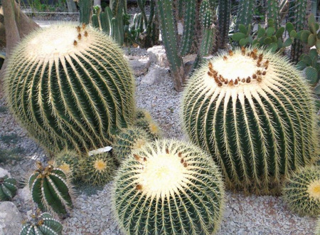 ЦЕНТРАЛЬНАЯ МЕКСИКА 8 Echinocactus grusonii в Никитском ботаническом саду