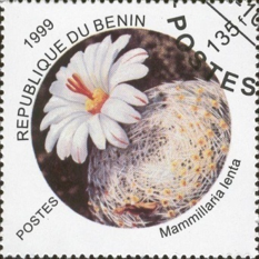 MAMMILLARIA SERIES LASIACANTHAE | 8