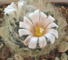 MAMMILLARIA SERIES LASIACANTHAE | 9