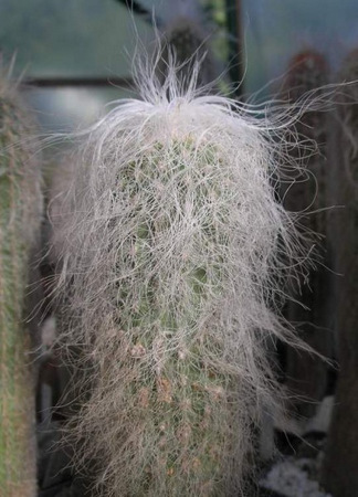 ЦЕНТРАЛЬНАЯ МЕКСИКА 9 Cephalocereus senilis