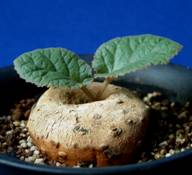 DORSTENIA (ДОРСТЕНИЯ) 10 Dorstenia ellenbeckiana