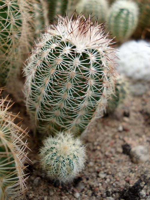Echinocereus adustus
