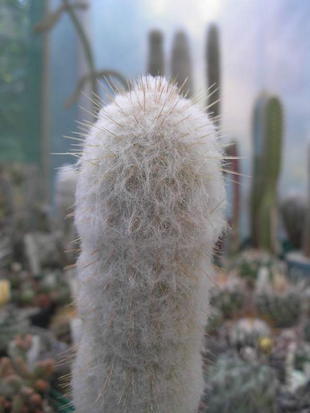 Austrocephalocereus dybowskii