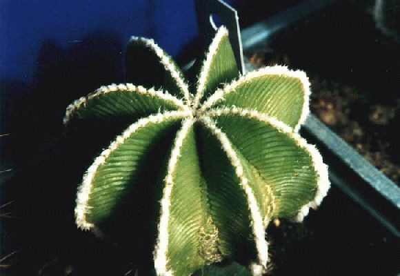 Aztekium hintonii
